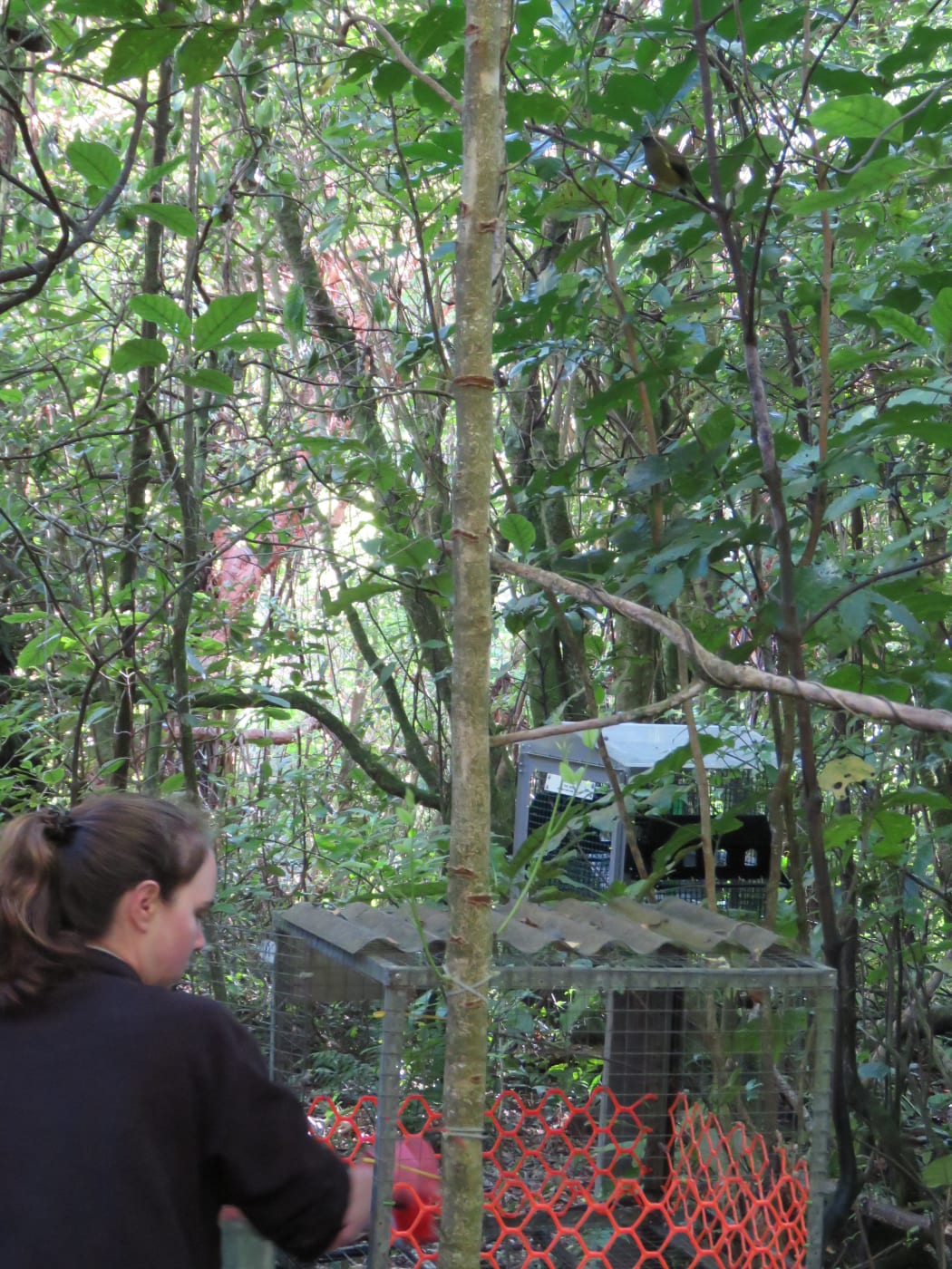 Ellen at the korimako/bellbird station