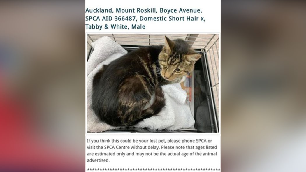 A post from the SPCA after Winky the cat was found.