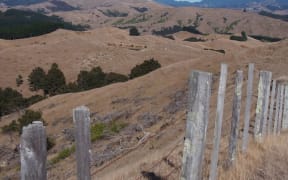 Dry Wairarapa hills