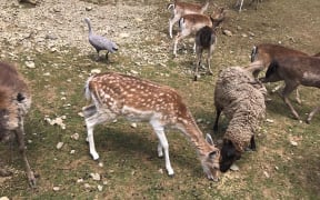 Fallow deer at Staglands