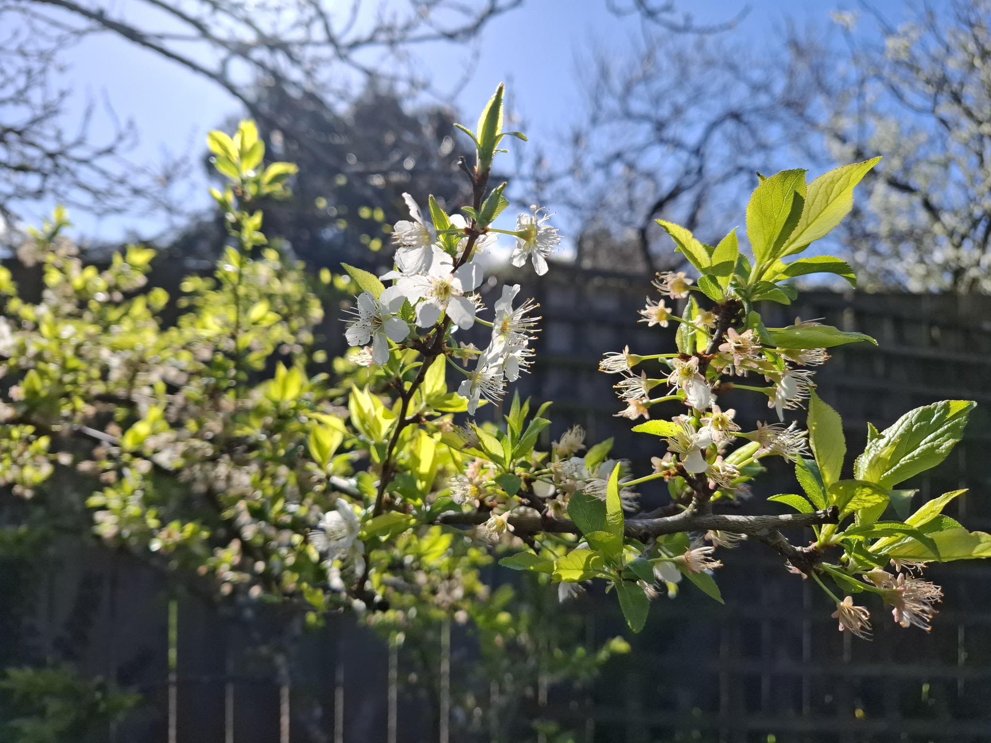 Weed whacking: Labour weekend's time to get on top of spring weeds | RNZ