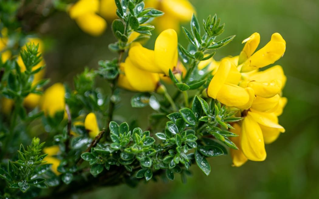Gorse