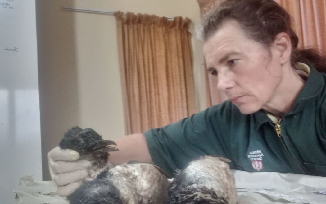 Wildlife vet Dr Mana Stratton examining the little blue penguins.