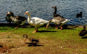 Greylag goose (Anser anser) in profile, Western Springs Pond, Auckland, New Zealand