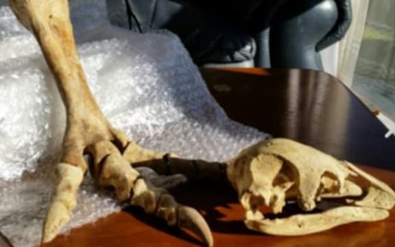 A moa skull and foot bones of undisclosed provenance sold on TradeMe for almost $3000 dollars.
