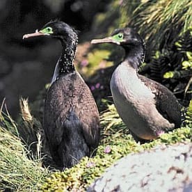 Photo for Pitt Island shag