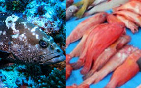 The Grouper and Coral Trout (Kawakawa and Donu).
