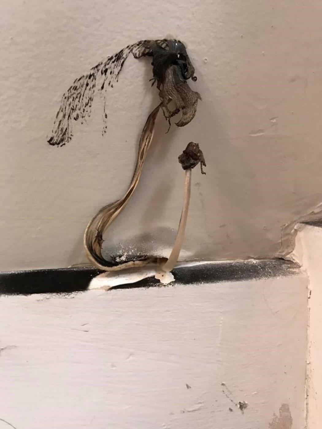 Can you tell us what this is? comedian Paul Ego found this growth in his home...