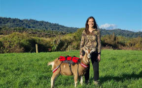 Hokitika hunter Alesha Tomasi has been training Gavin for two years to join her on hunts.
