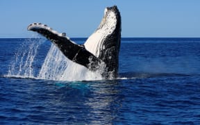 Humpback whale
