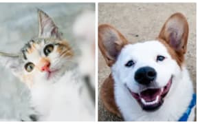 Kat Littlewood, a veterinary specialist in animal welfare, talks with Kathryn about what pets bring to our lives.