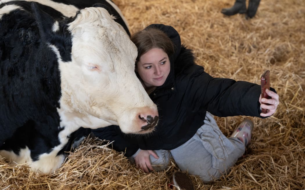 Charleigh Gartell takes part in a 'Cow Cuddling' experience with a small herd of retired dairy cows on Dumble Farm in Arram, near Beverley, northeast England.