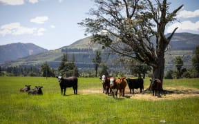 Canterbury region farms