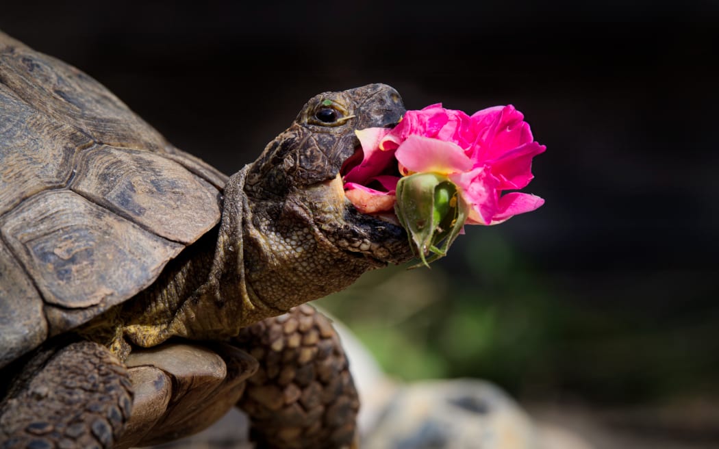Edgar chomping on a gertrude jekyll rose.