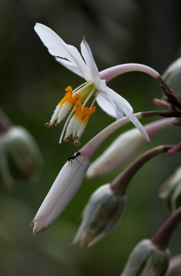 Rengarenga lilies grow naturally in the north of the North Island.