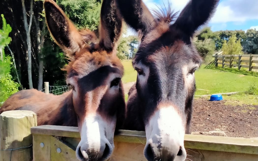 A Dunedin woman hopes to find a way to keep bringing a little donkey joy to residents of rest homes and dementia units in the wake of Hato Hone St John's decision to axe its animal therapy programme, Therapy Pets.