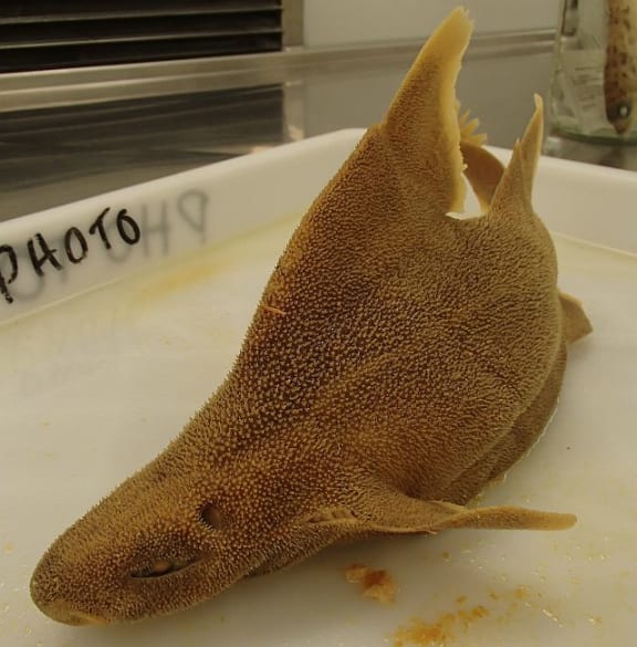 A prickly dogfish is a small deep sea shark that is almost triangular in shape, with a very flat belly. It has very rough, prickly skin.