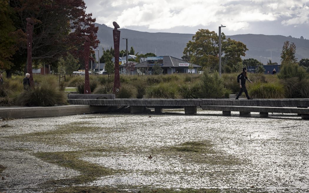 Lakeweed at Rotorua's lakefront