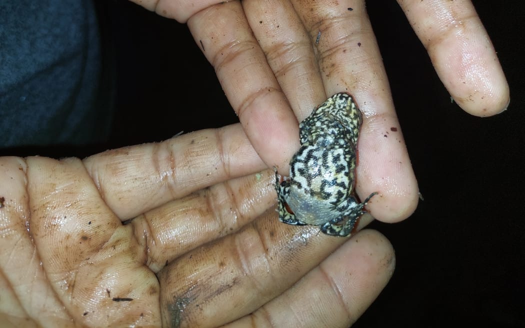 A close-up of a person's upturned hands holding a tiny grey and white speckled frog about the size of a 50-cent piece on their fingers. The person's hands are specked with soil and the background is dark, indicating the photo was taken at night.