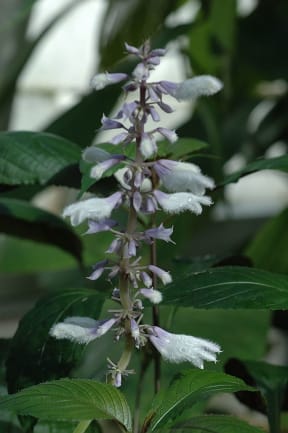 The herb Salvia divinorum has been used by Mexican Indians as a powerful hallucinogenic drug for many centuries.