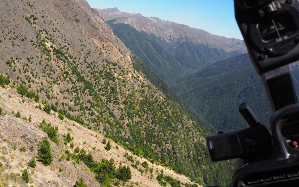Juvenile pines growing above the native bush line in the Lower Silverstream Valley, a tributary of the Branch river.