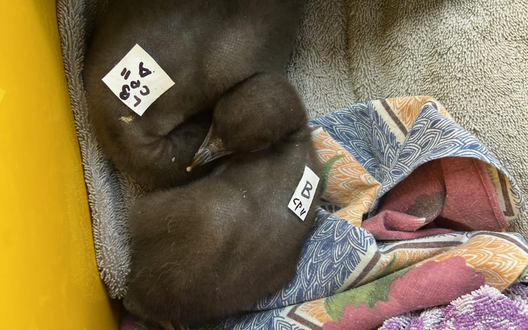 Two tiny fluffy brown hoiho chicks huddle together on top of some towels