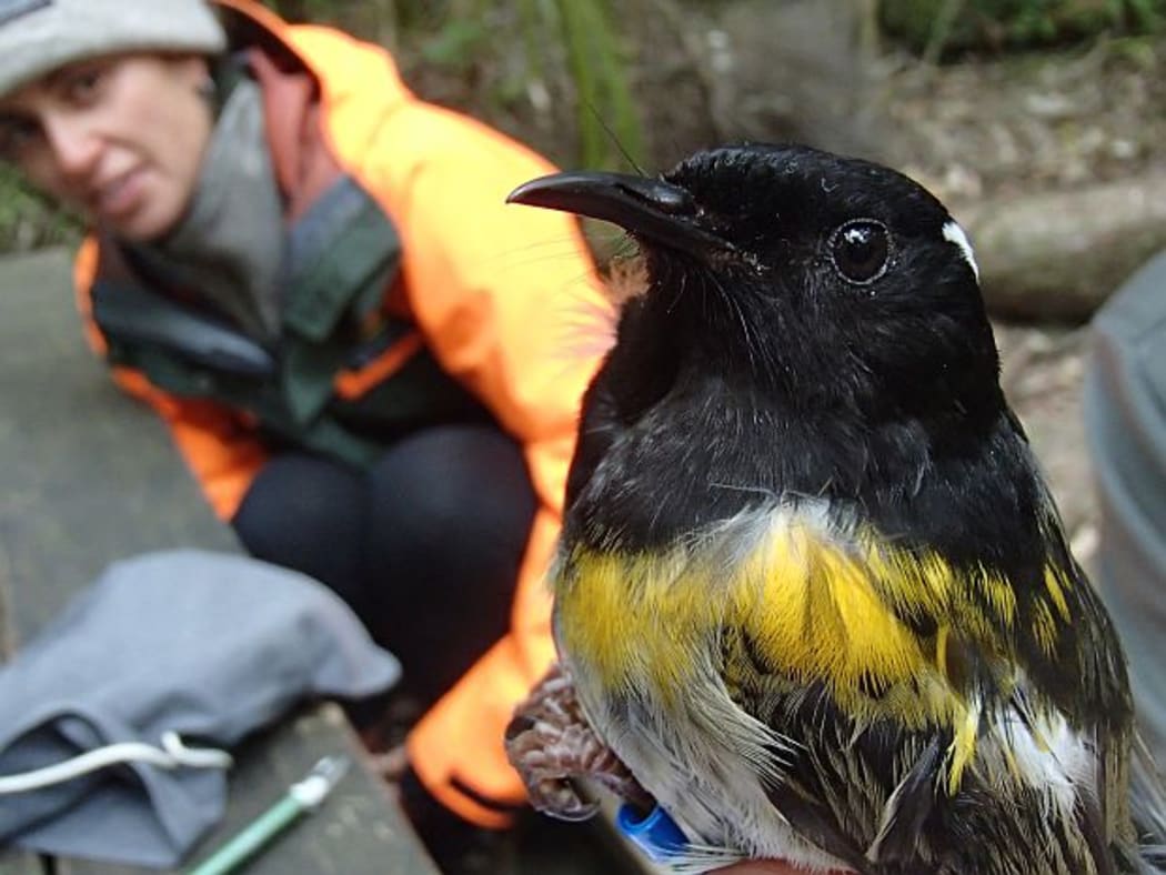 Male hihi are a striking black, yellow and grey in colour. The white eyebrow, that is just visible, is raised when the bird is being territorial. DoC ranger Alisha Sheriff looks on.