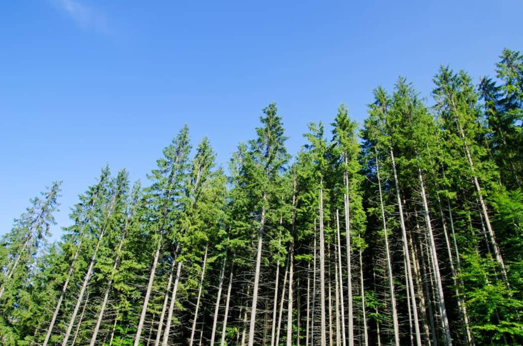 Pine Forest