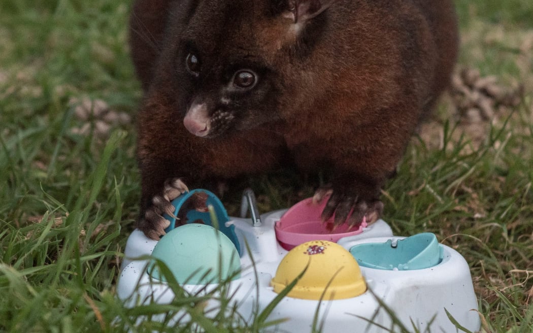 Brushtail possum figuring out the treat puzzle