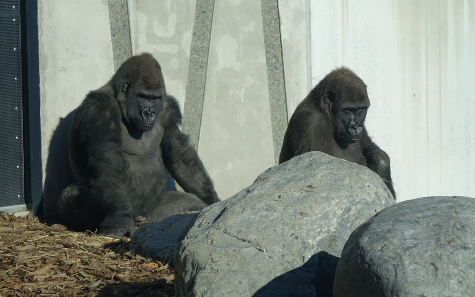 New Zealand's first gorillas have been officially unveiled at Christchurch's Orana Wildlife Park.
