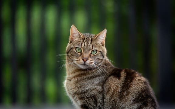 timmy the cat - spca