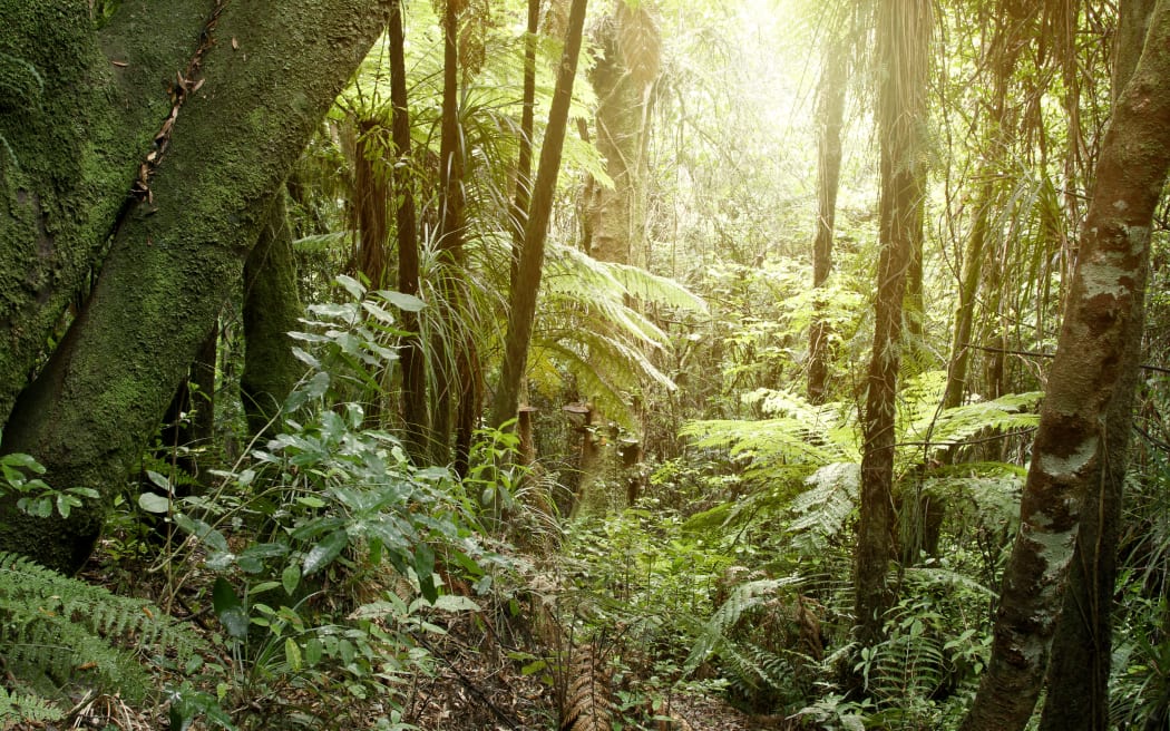 New Zealand native forest