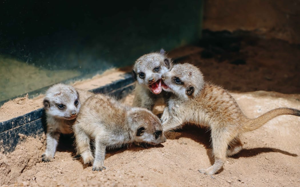 Auckland Zoo's meerkat Adia has had a litter of four pups.