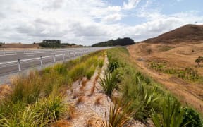 Plants on the side of the Huntly Bypass section of the Waikato Expressway.
