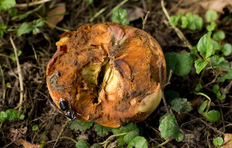 rotten apple