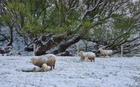 Sheep in a snow covered paddock at Wyndham Southland on Thursday 6 October 2022