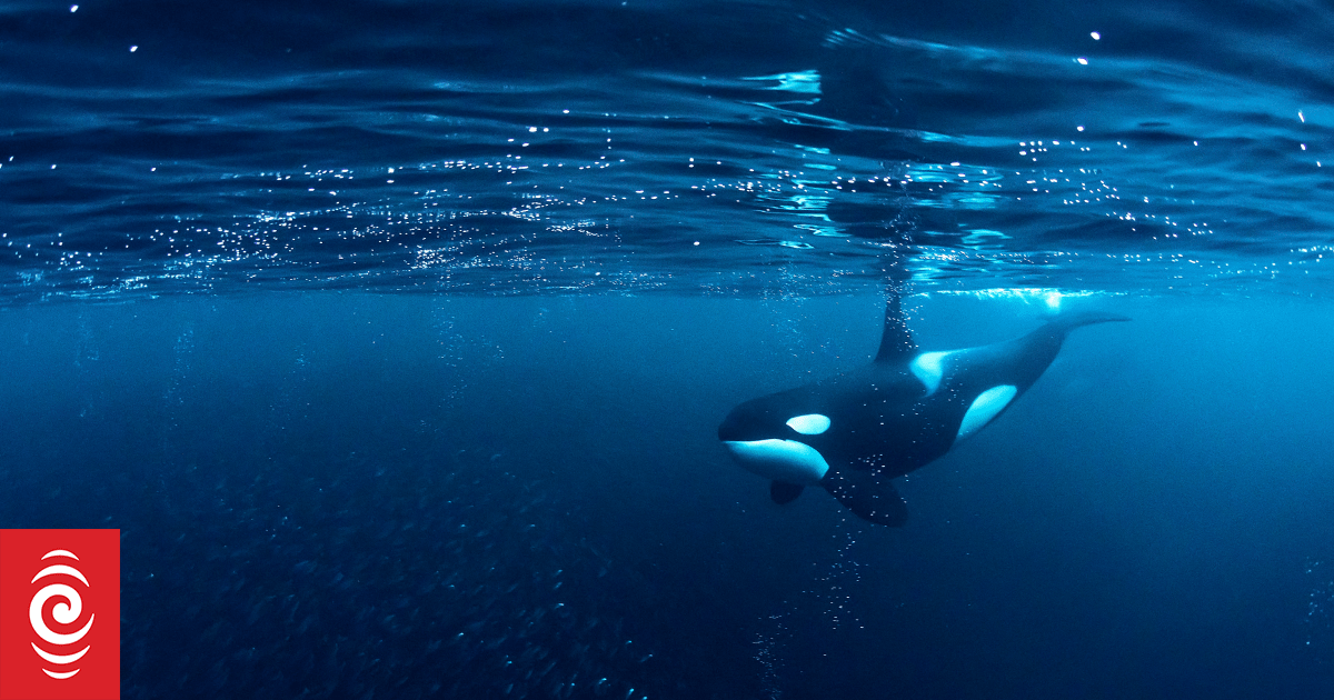 Some dolphins appear to have orca friends - scientists think they have figured out what’s going on