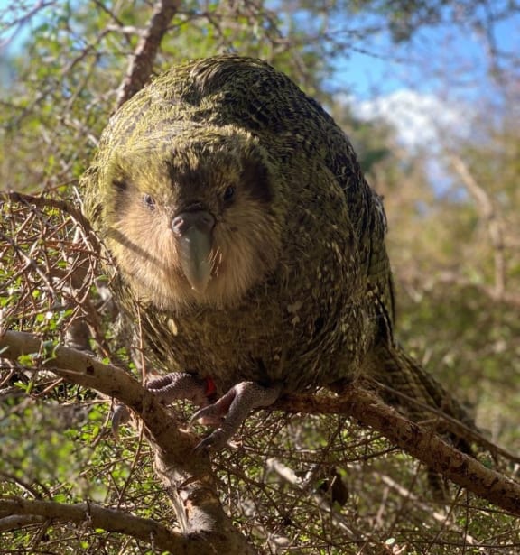 Juvenile kākāpō such as Stella-3-B are moving large distances as they adjust to being independent and living in the wild.