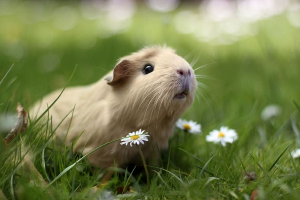 guinea pig
