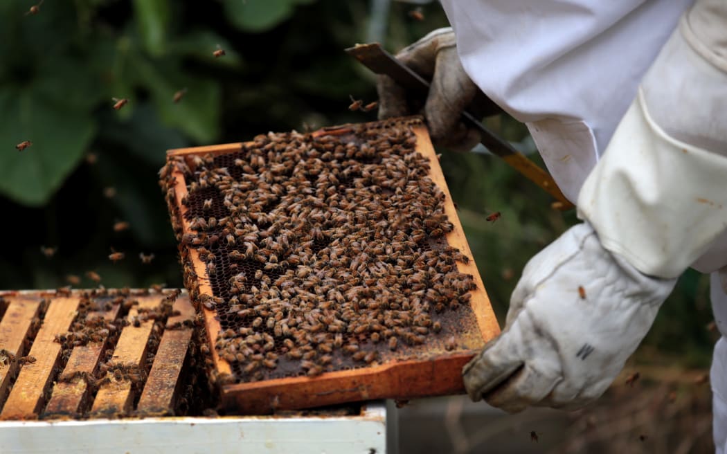 120314. Photo Diego Opatowski / Radio NZ. Beekeeper Colin Pearce working with his honey bees.