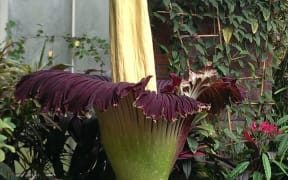 The Titan arum flower had opened fully on Sunday.