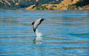 A Hector's dolphin in Akaroa harbour.