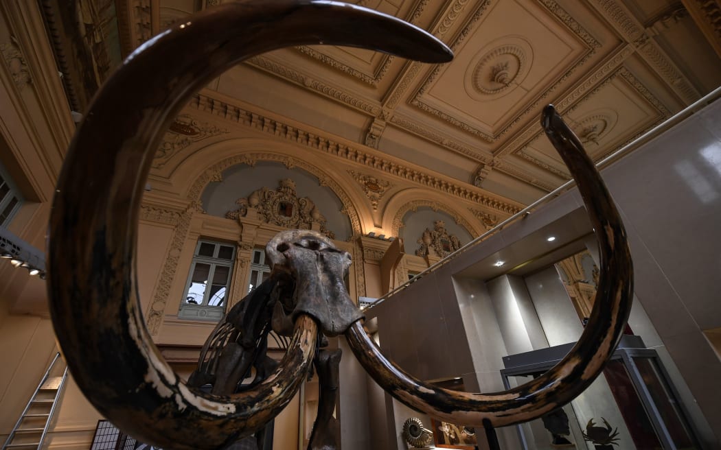 The skeleton of the mammoth which was sold at the Aguttes auction house.