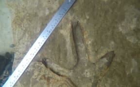 Moa footprint