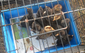 Chickens in a cage that were found at the property.
