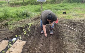 Plant and Food Research scientist Aleise Puketapu plants a peanut crop at Otamaroa.
