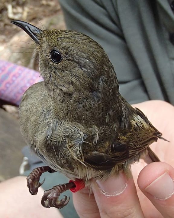 Female hihi are brown, and much drabber than the males, although they have the same distinctive cocked tail. This young female has just been banded with a unique combination of coloured plastic leg bands.
