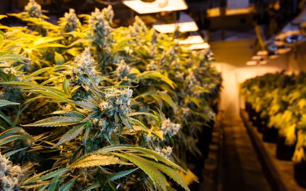 Indoor Marijuana bud under lights. This image shows the warm lights needed to cultivate marijuana.