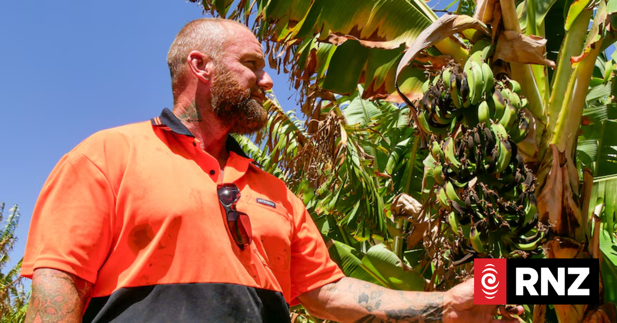 Australian heatwave causes almost $1 million in crop losses to Gascoyne fruitgrowers