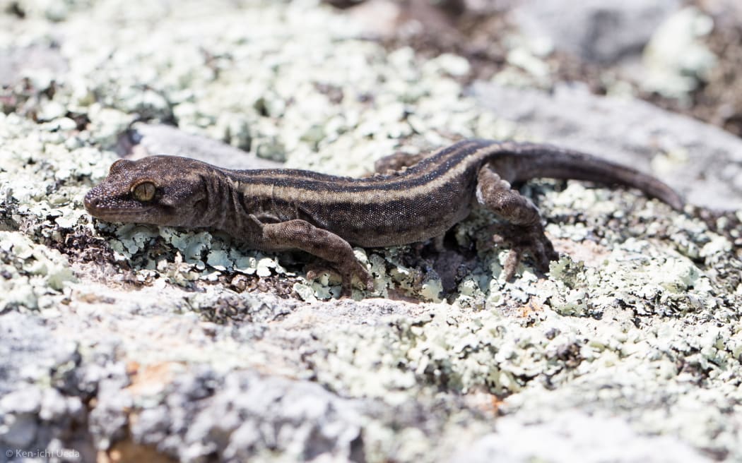 Moko-pāpā Waitaha gecko